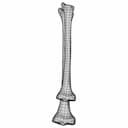 Tibia Bone | High-Quality CAD Model_270_0_degree_snapshot