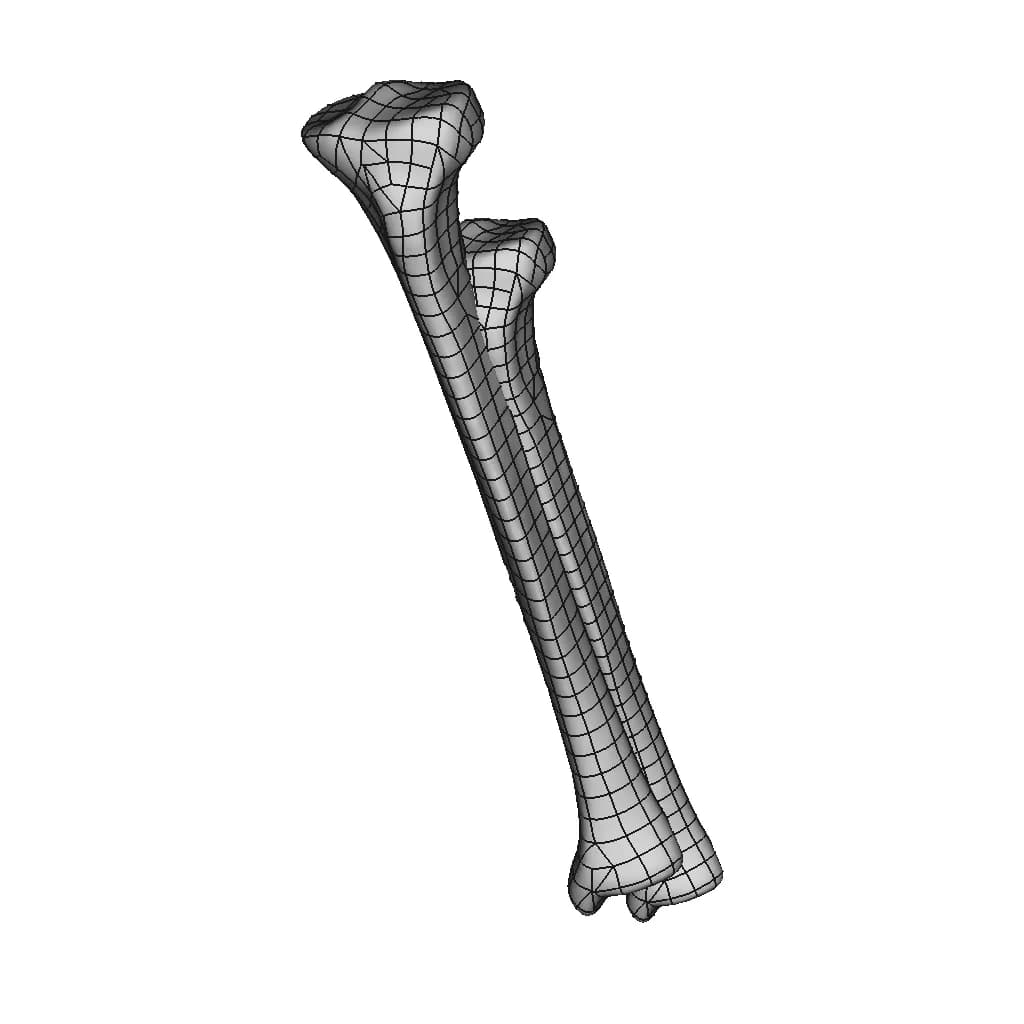 Tibia Bone | High-Quality CAD Model_60_30_degree_snapshot