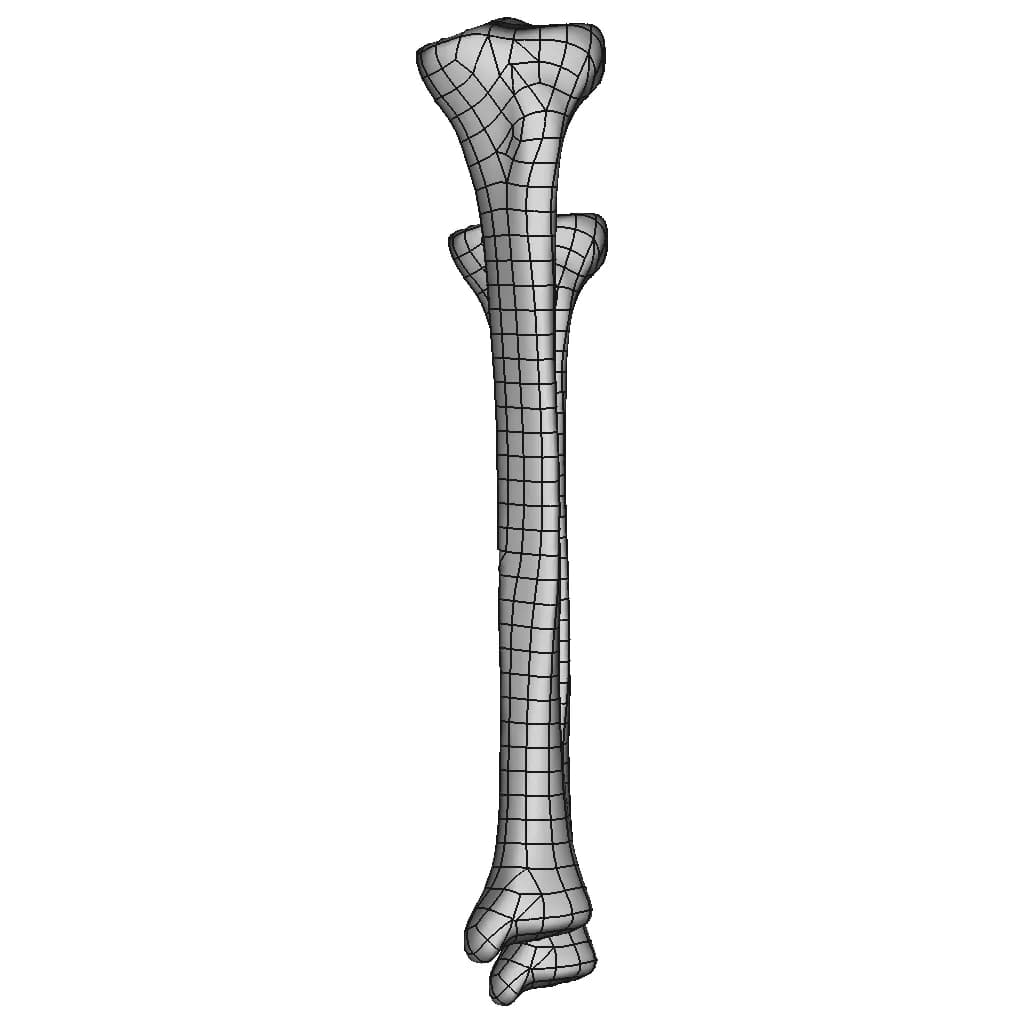 Tibia Bone | High-Quality CAD Model_90_0_degree_snapshot