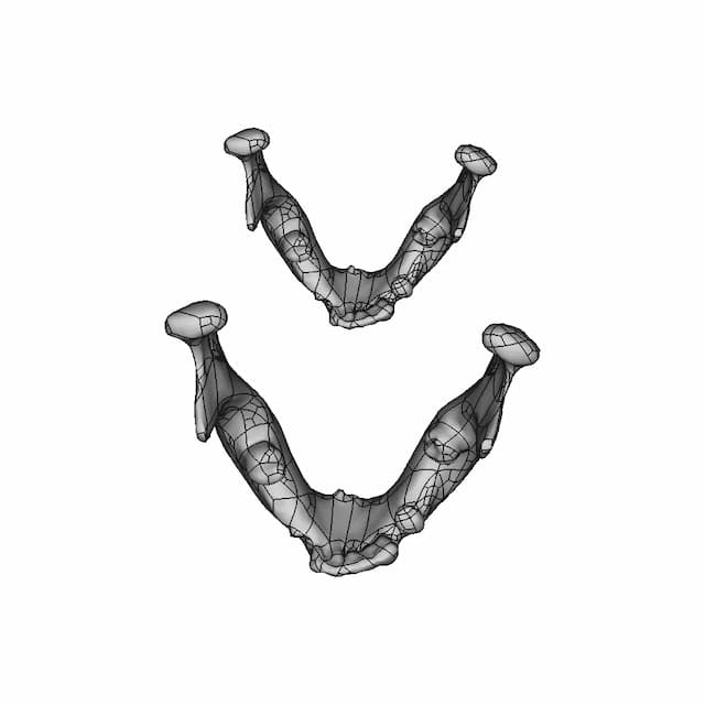 Skull - Downloadable CAD Representation