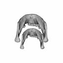 Skull - Downloadable CAD Representation_270_0_degree_snapshot