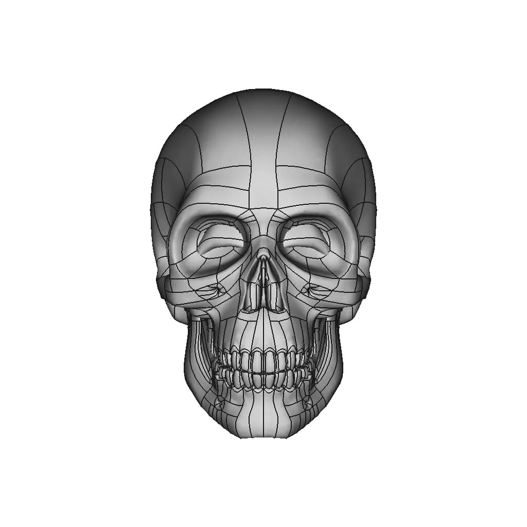 Human Skull To Scale. | 3D Engineering Design File_0_0_degree_snapshot