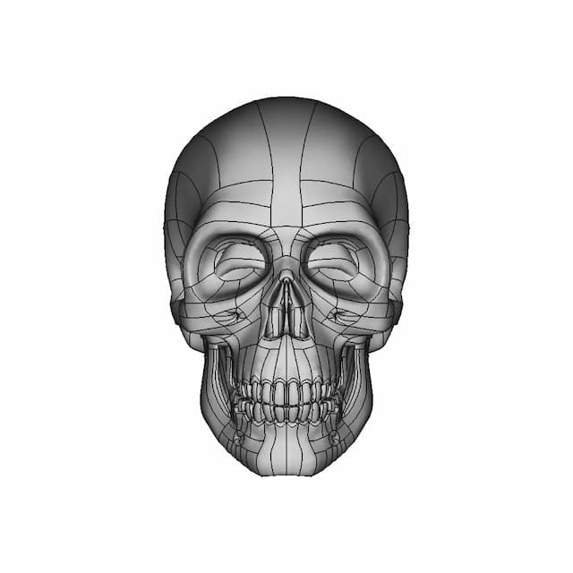Human Skull To Scale. | 3D Engineering Design File
