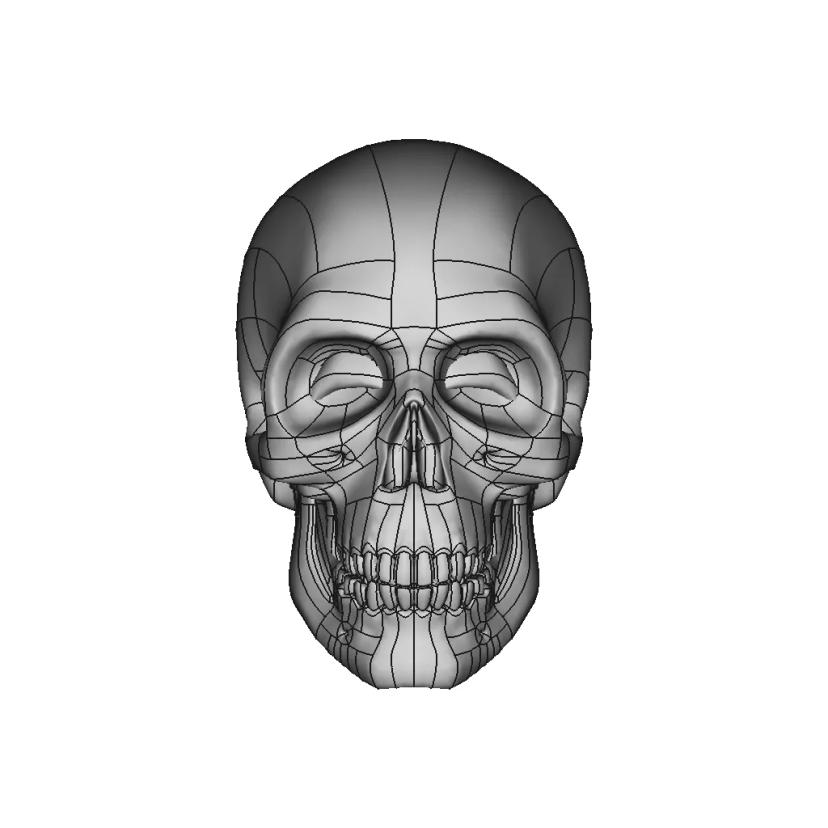 Human Skull To Scale. | 3D Engineering Design File
