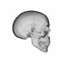 Human Skull To Scale. | 3D Engineering Design File_0_270_degree_snapshot