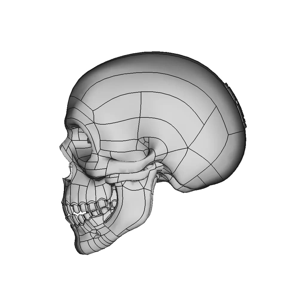 Human Skull To Scale. | 3D Engineering Design File_0_90_degree_snapshot
