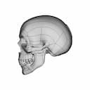 Human Skull To Scale. | 3D Engineering Design File_0_90_degree_snapshot