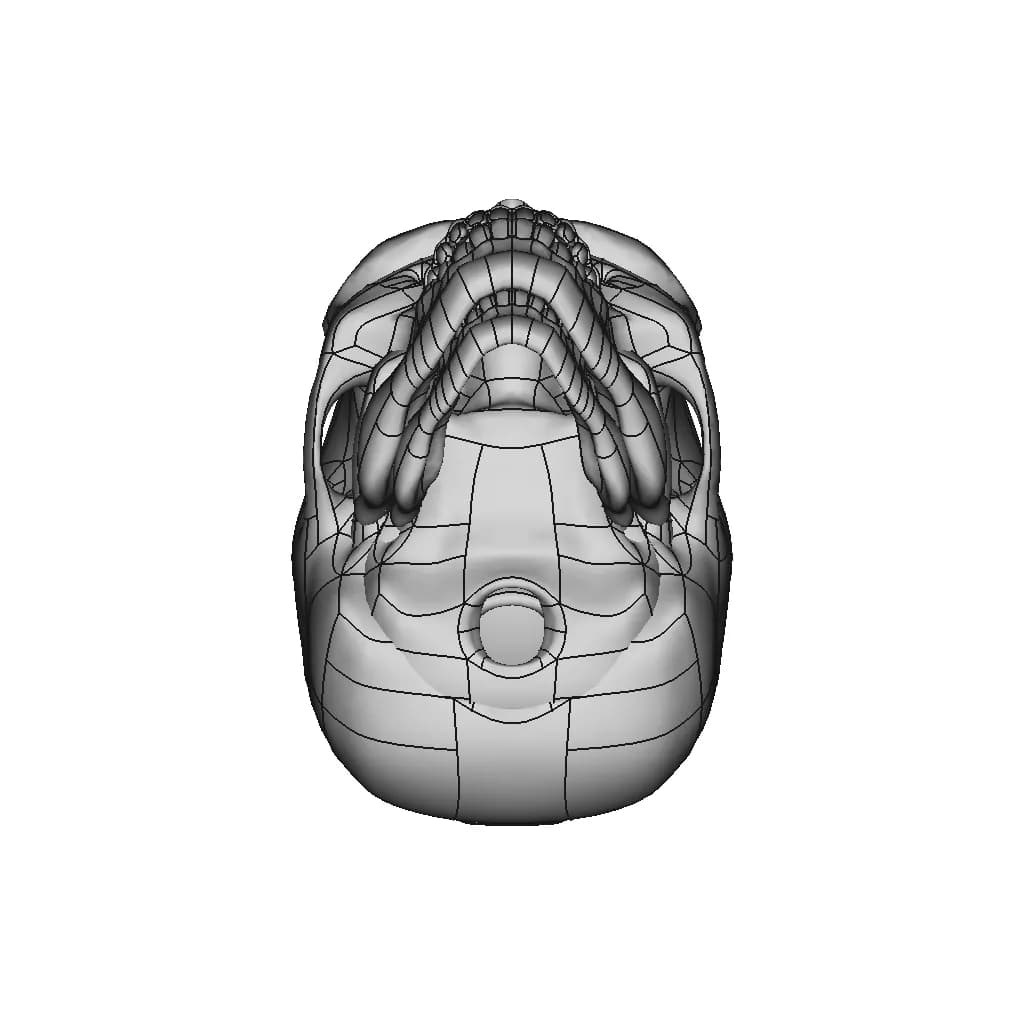 Human Skull To Scale. | 3D Engineering Design File_90_0_degree_snapshot