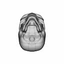 Human Skull To Scale. | 3D Engineering Design File_90_0_degree_snapshot