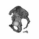 Hip Cavity Implant | 3D Engineering Design File_0_90_degree_snapshot