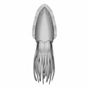 Cuttlefish - Downloadable CAD Representation_0_0_degree_snapshot