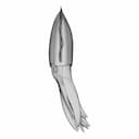 Cuttlefish - Downloadable CAD Representation_0_90_degree_snapshot