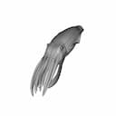 Cuttlefish - Downloadable CAD Representation_60_30_degree_snapshot